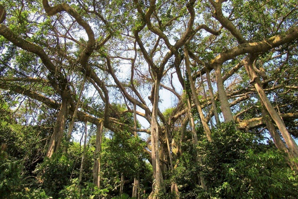 The plant ecosystem at Monkey Mountain is diverse